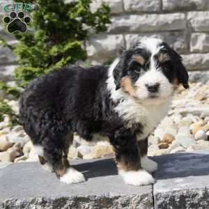 Landon, Bernedoodle Puppy