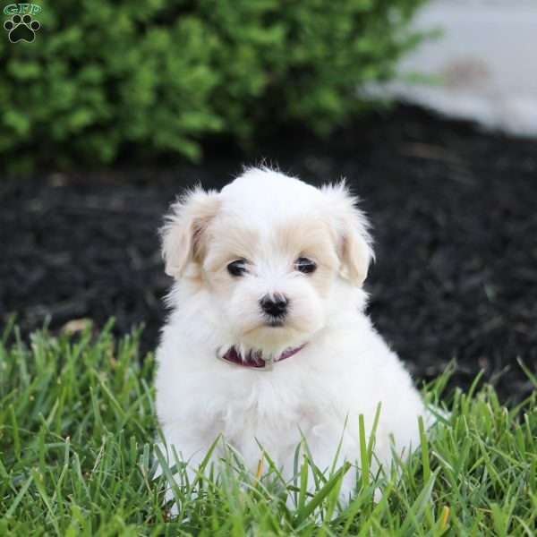 Katie, Maltipoo Puppy