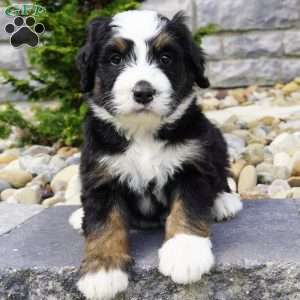 Evan, Bernedoodle Puppy
