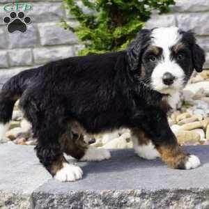 Evan, Bernedoodle Puppy