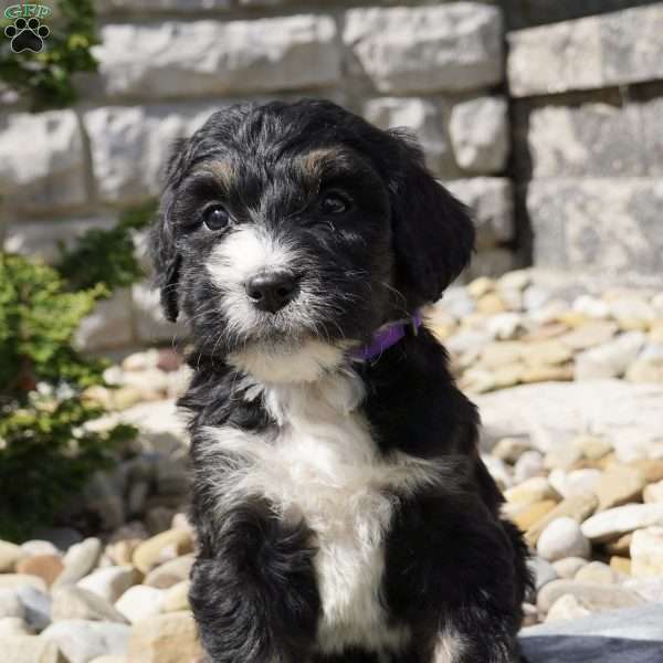 Alice, Bernedoodle Puppy