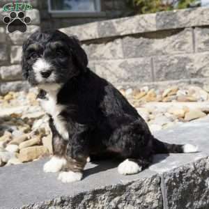 Alice, Bernedoodle Puppy