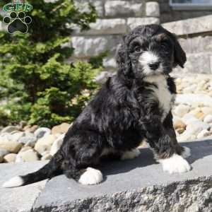 Alice, Bernedoodle Puppy