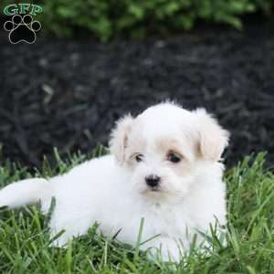 Katie, Maltipoo Puppy