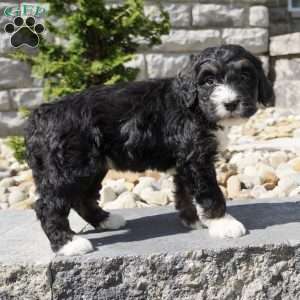 Alice, Bernedoodle Puppy