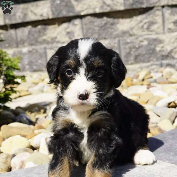 Melody, Bernedoodle Puppy