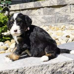 Melody, Bernedoodle Puppy