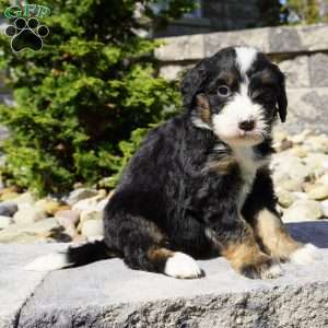 Melody, Bernedoodle Puppy