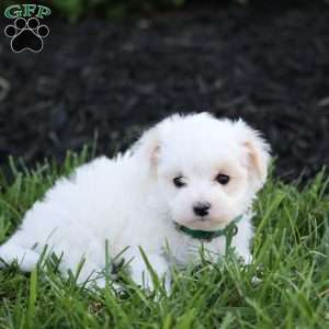 Kylie, Maltipoo Puppy
