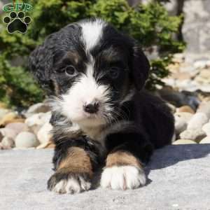 Melody, Bernedoodle Puppy