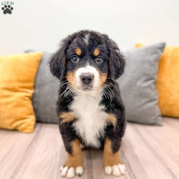 Claire, Bernese Mountain Dog Puppy