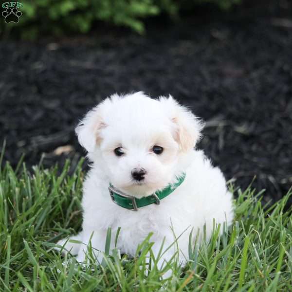 Kylie, Maltipoo Puppy