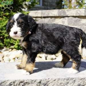 Melody, Bernedoodle Puppy