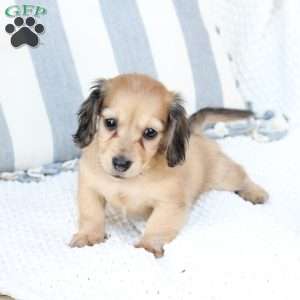 Skye, Dachshund Puppy