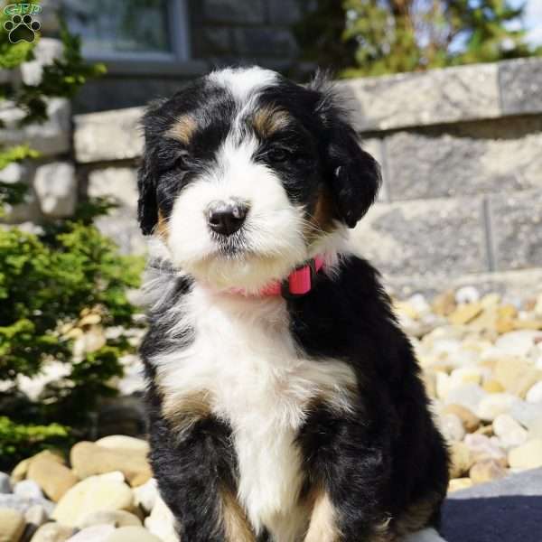 Penny, Bernedoodle Puppy