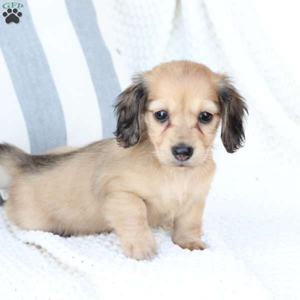 Skye, Dachshund Puppy