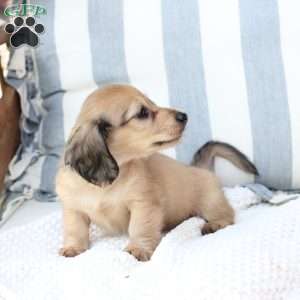 Skye, Dachshund Puppy