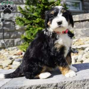 Penny, Bernedoodle Puppy
