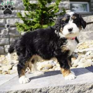 Penny, Bernedoodle Puppy