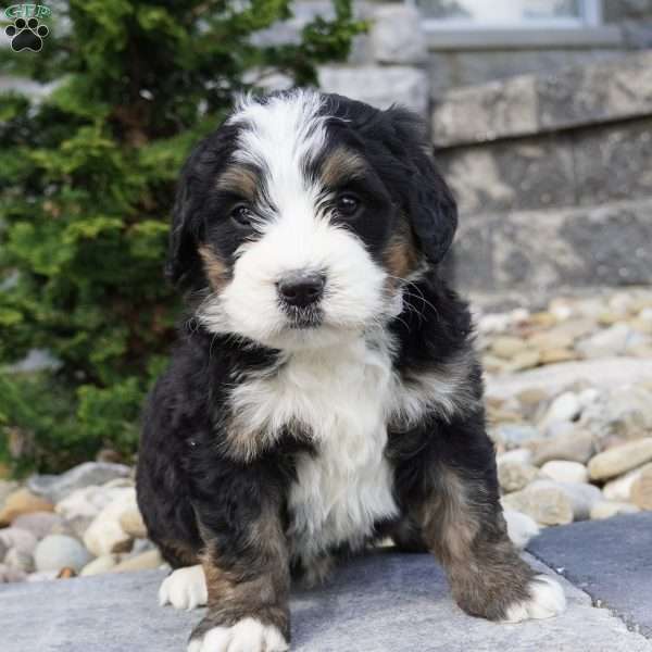 Maverick, Bernedoodle Puppy