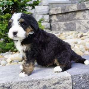 Maverick, Bernedoodle Puppy