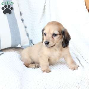 Skye, Dachshund Puppy