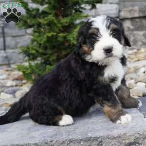 Maverick, Bernedoodle Puppy