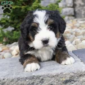 Maverick, Bernedoodle Puppy