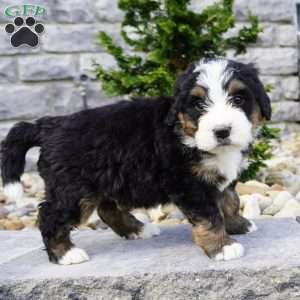 Maverick, Bernedoodle Puppy