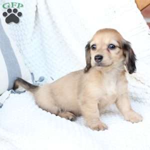 Skye, Dachshund Puppy