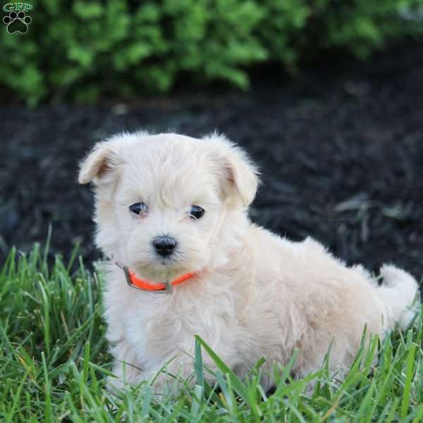 Kiwi, Maltipoo Puppy
