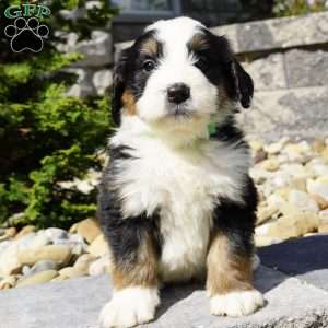 Penny, Bernedoodle Puppy