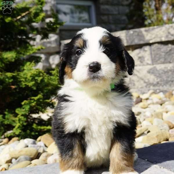 Cooper, Bernedoodle Puppy