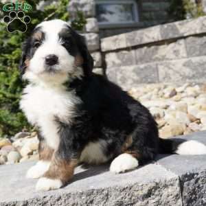 Cooper, Bernedoodle Puppy