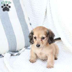Skye, Dachshund Puppy