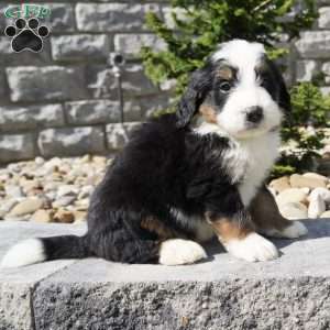 Cooper, Bernedoodle Puppy