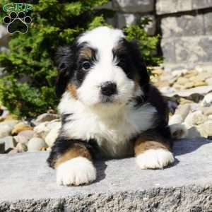 Cooper, Bernedoodle Puppy