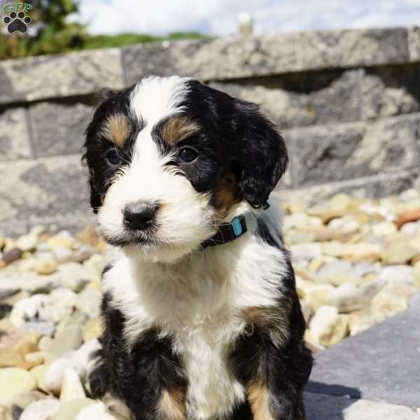Bruno, Bernedoodle Puppy