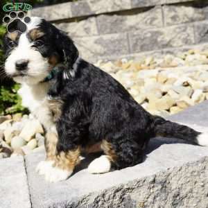 Bruno, Bernedoodle Puppy