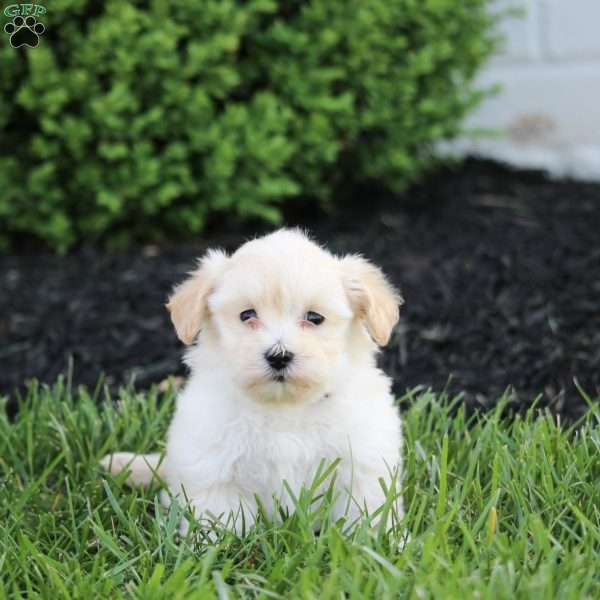 Kane, Maltipoo Puppy