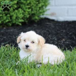 Kane, Maltipoo Puppy
