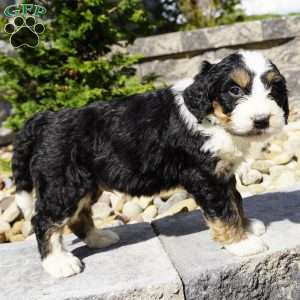 Bruno, Bernedoodle Puppy