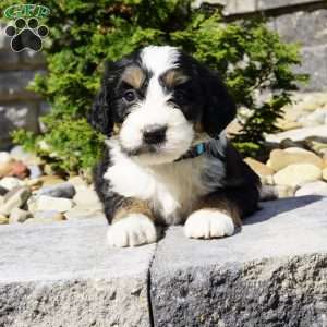 Bruno, Bernedoodle Puppy