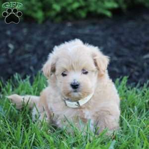 Kirby, Maltipoo Puppy