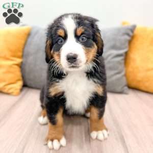 Bucky, Bernese Mountain Dog Puppy