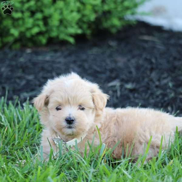 Kirby, Maltipoo Puppy