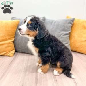Bucky, Bernese Mountain Dog Puppy
