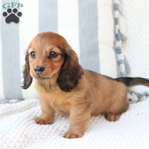 Nova, Dachshund Puppy