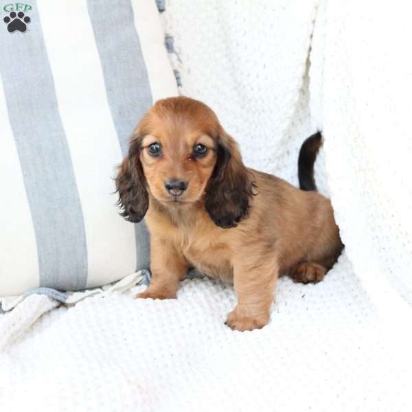 Nova, Dachshund Puppy