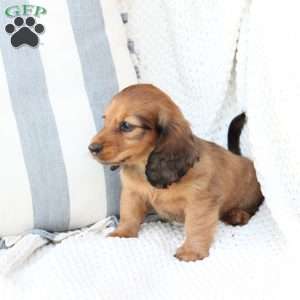 Nova, Dachshund Puppy